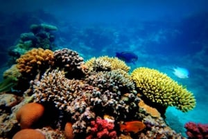 Sharm El-Sheikh: Ras Muhammed and White Island Cruise Tour