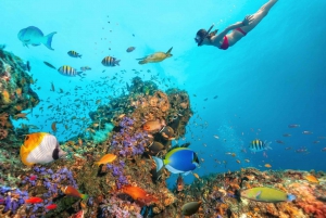 Sharm El Sheikh: Ras Muhammed, White Island with Diving