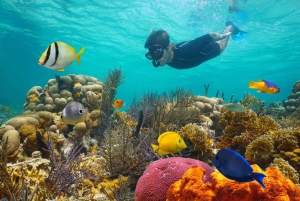 Sharm El Sheikh: Ras Muhammed, White Island with Diving