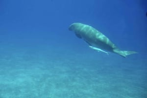 Sharm El-Sheikh: Royal Seascope ubåtskryssning med upphämtning
