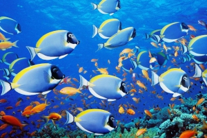 Sharm El-Sheikh: Blue Hole or 3 Pools Dahab Trip with Lunch
