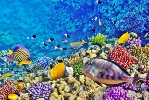 Sharm El-Sheikh: Blue Hole or 3 Pools Dahab Trip with Lunch