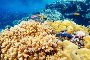 Подводная лодка в Шарм-эль-Шейхе: круиз на лодке и дайвинг-приключение