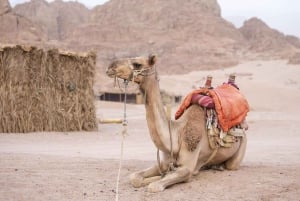 Sharm El-Sheikh: Sunset Buggy Safari and Camel Tour with BBQ
