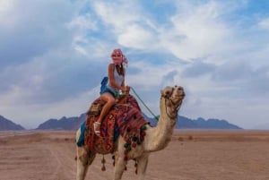 Szarm el-Szejk: Sunset Buggy Safari i wycieczka na wielbłądzie z grillem