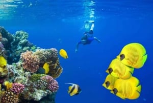 Sharm El Sheikh: Private luxury Boat Trip with Drinks &Lunch