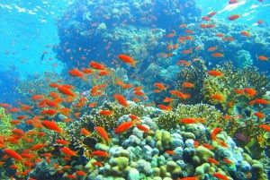 Sharm El-Sheij Excursión de snorkel a Ras Mohamed y la Isla Blanca