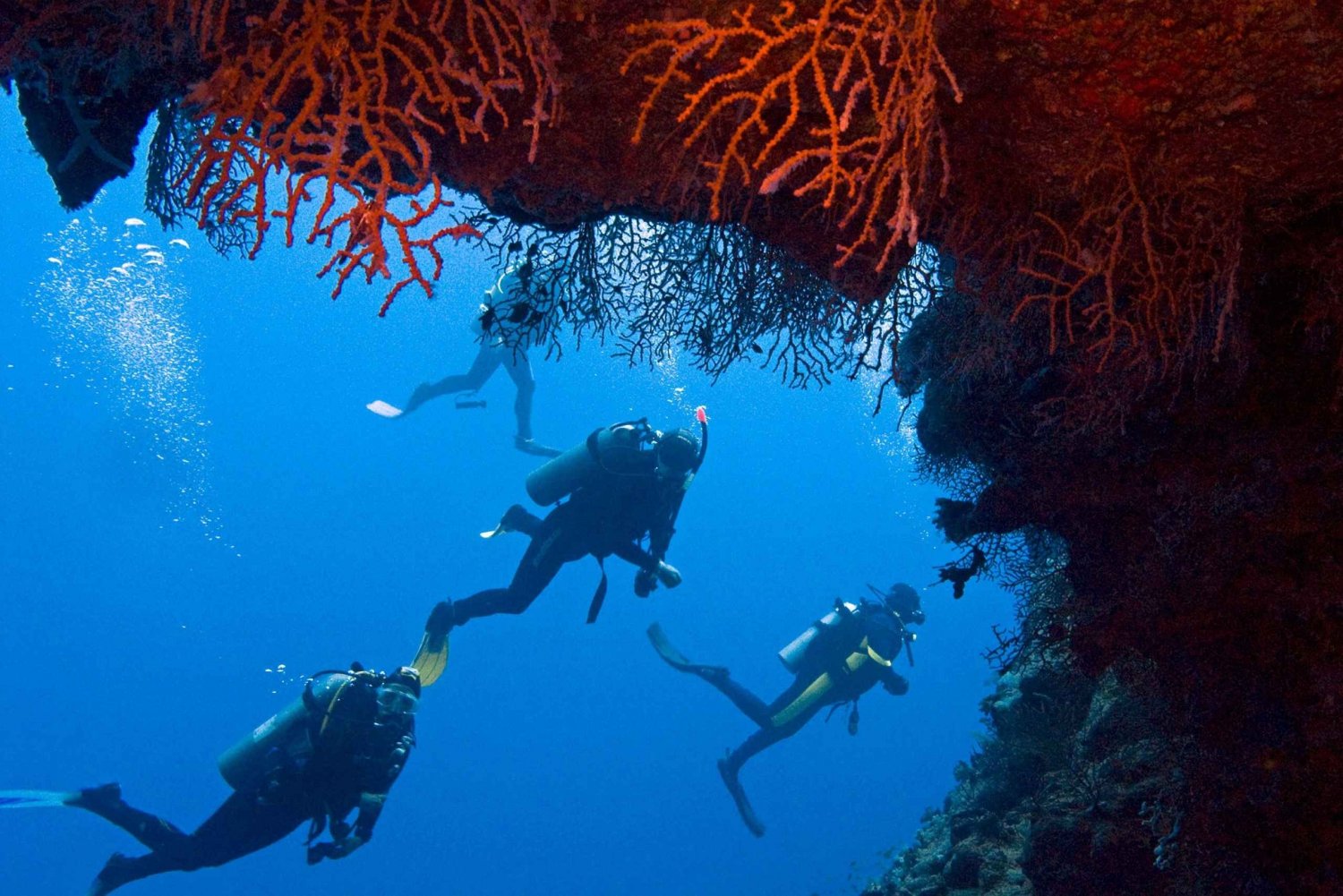 Sharm El-Sheikh: Ilha Branca e passeio de mergulho com snorkel em Ras Mohammed