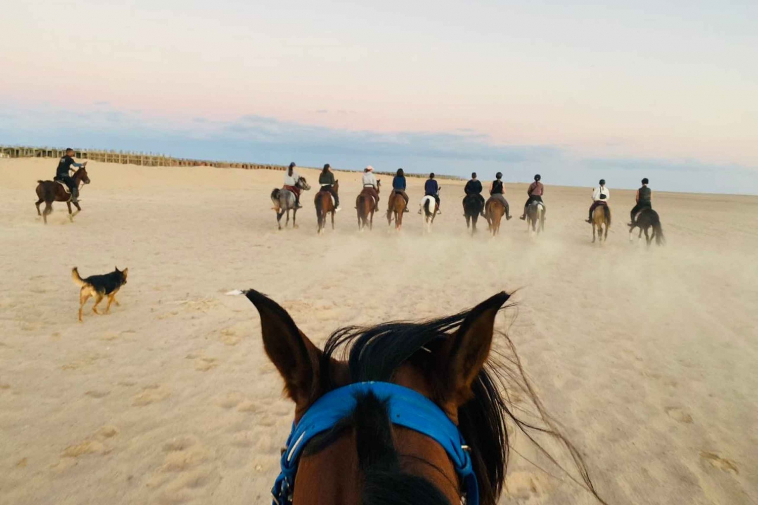 Sharm El Sheikh: Nabq Bay Park Beach Horse Riding Tour