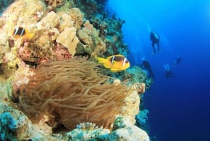 Sharm: Excursión en barco de buceo a Ras Mohamed con traslados privados