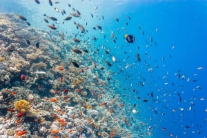 Sharm: Passeio de barco para mergulho em Ras Mohamed com traslados privativos