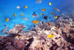 Sharm: Båttur med dykking i Ras Mohamed med privat transport