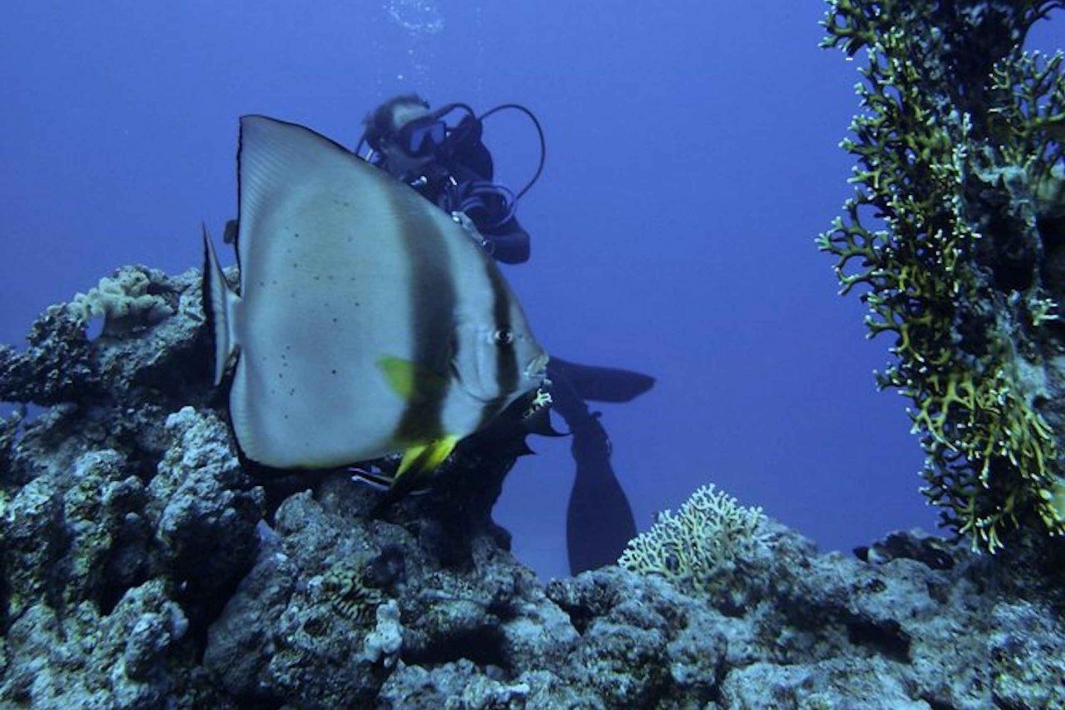 Wyspa Tiran: Całodniowy Snorkeling, Wycieczka łodzią nurkową