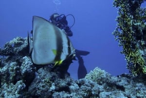 Tiran Island: Full-day Snorkeling, Diving Boat Trip
