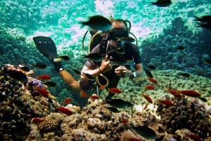 Tiran Island: Full-day Snorkeling, Diving Boat Trip