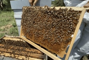 День среди пчел в Сортино