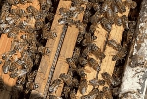 День среди пчел в Сортино