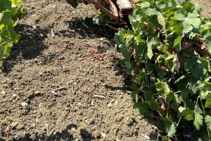 Una mañana con el Enólogo