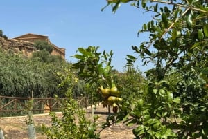 Agrigent: Tal der Tempel und Altstadt mit E-Bike & Food Experience