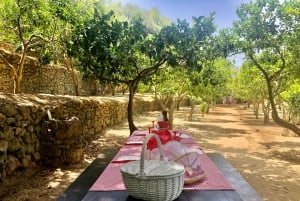 Agrigento: Valley of the Temples Gardens Picnic Experience