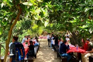 Agrigento: Valley of the Temples Gardens Picnic Experience