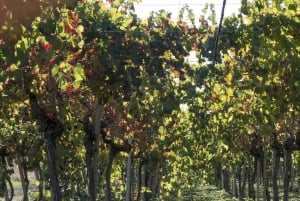 Agrigente : Vignobles et dégustation de vin