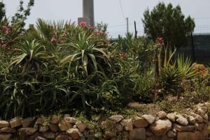 Agrigento: Vinsmaking og spasertur i vinmarkene.