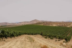 Agrigento: Vinsmaking og spasertur i vinmarkene.