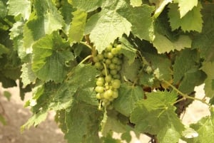 Agrigento: Vinsmaking og spasertur i vinmarkene.