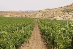 Agrigento: Vinsmaking og spasertur i vinmarkene.