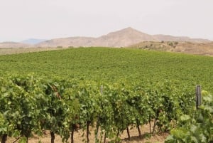 Agrigento: Vinsmaking og spasertur i vinmarkene.