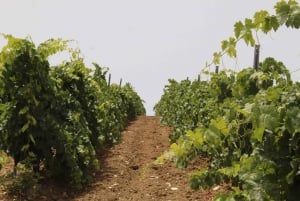 Agrigento: Vinsmaking og spasertur i vinmarkene.