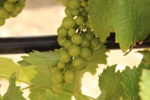 Agrigento: Vinsmaking og spasertur i vinmarkene.