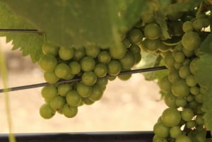 Agrigento: Vinsmaking og spasertur i vinmarkene.