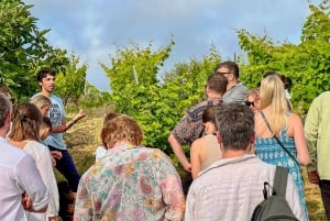 Alcamo: Cata natural de vino y aceite de oliva - Sicilia