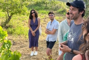 Alcamo: Cata natural de vino y aceite de oliva - Sicilia