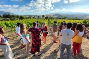 Alcamo: Cata natural de vino y aceite de oliva - Sicilia