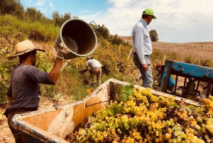 Alcamo: Degustazione Vini, 5 etichette Tenute Baglio Passofondo
