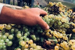 Alcamo: Degustazione Vini, 5 etichette Tenute Baglio Passofondo