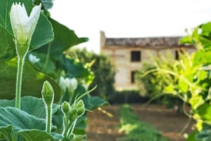 Alcamo: Degustazione Vini, 5 etichette Tenute Baglio Passofondo