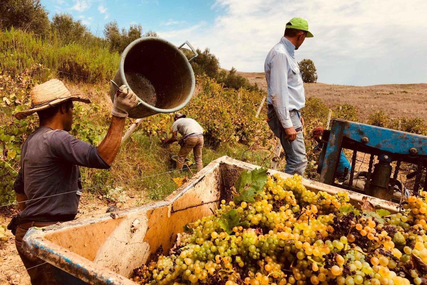 Alcamo : dégustation de vins, 5 étiquettes Tenute Baglio Passofondo