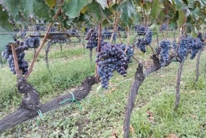 Ancient wine cellar on Mascali with Slow Food tasting