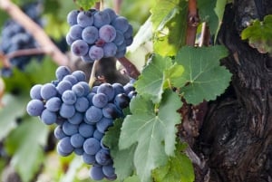 Private Tour of Avola: Explore the Heart of Sicily with Wine Tasting