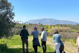 Balestrate: Olive Grove Tour with Wines & Olive Oil Tasting