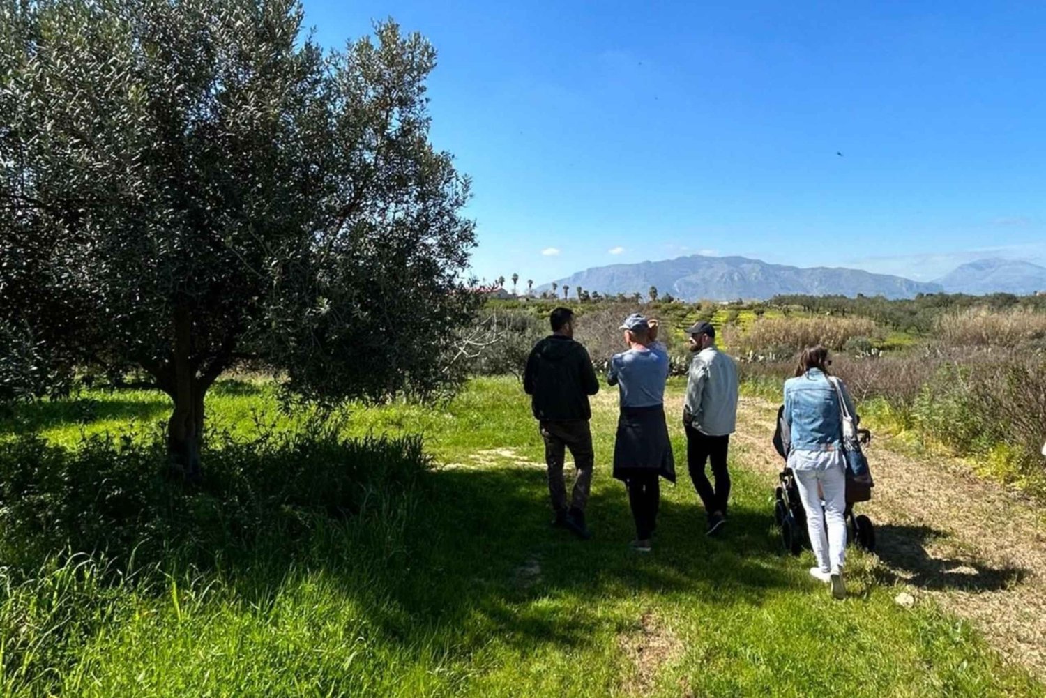 Balestrate: Visita ao olival com degustação de vinhos e azeite de oliva