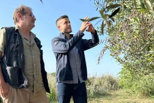 Balestrate: Omvisning i olivenlunden med vin- og olivenoljesmaking