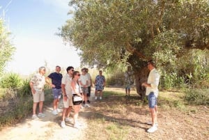 Balestrate: Visita ao olival com degustação de vinhos e azeite de oliva