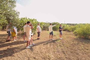 Balestrate: Visita ao olival com degustação de vinhos e azeite de oliva