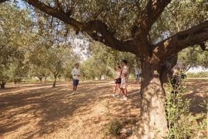 Balestrate: Visita ao olival com degustação de vinhos e azeite de oliva