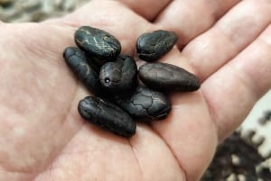 Bliv chocolatier for en dag!